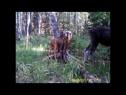 Видео: месяц на солонце