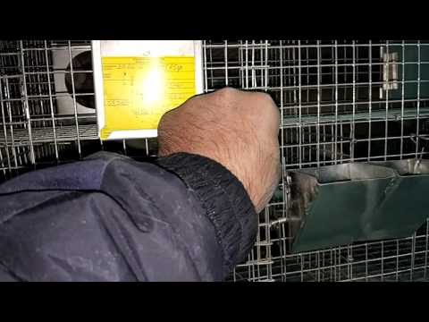 Видео: Рождение шиншилл: 50-й день,13.12.2016