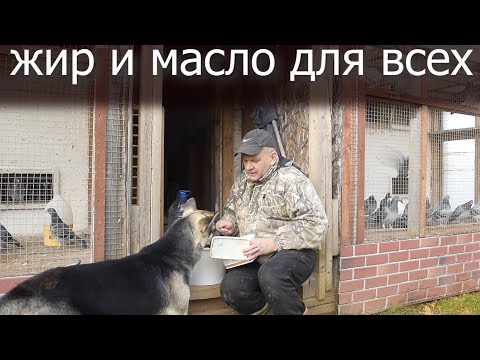 Видео: Готовим чесночное масло. Даём рыбий жир.