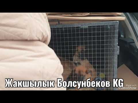 Видео: 03.03.24.Бишкек собачий рынок.Бельгийская овчарка МАЛИНУА.