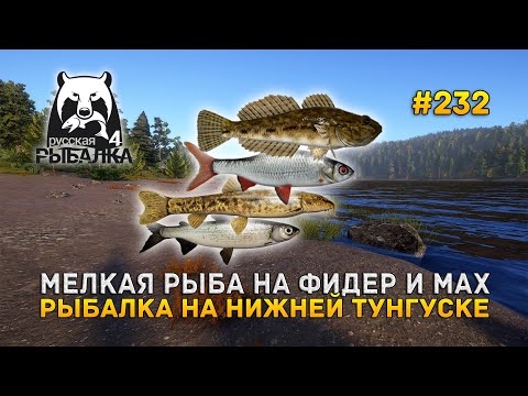 Видео: Мелкая рыба на Фидер и Мах. Рыбалка на Нижней Тунгуске - Русская Рыбалка 4 #232