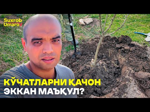 Видео: Кўчатларни Кузда ёки Баҳорда экиш - фарқи нимада? Афзаллик ва камчиликлар! #suxrobumarov #kochat