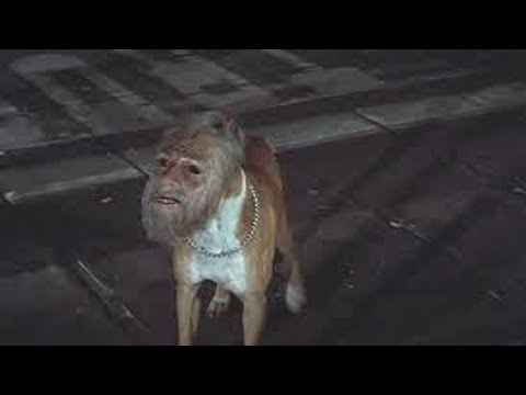 Видео: 12 Животных с Человеческим лицом