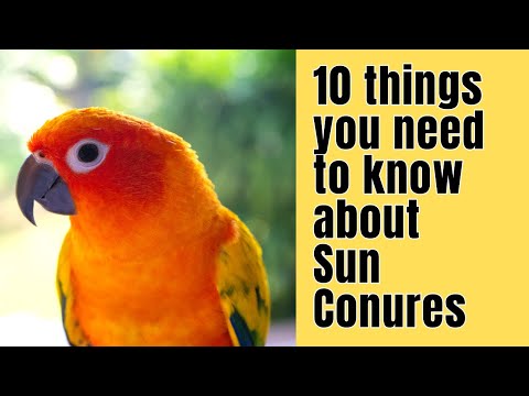 Видео: 10 вещей, которые вам НУЖНО знать о SUN CONURES