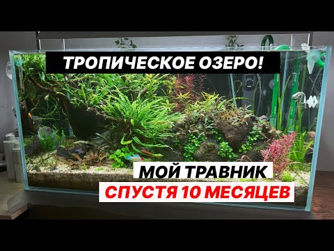 Видео: Аквариум 180 литров 10 месяцев после запуска (Глобальные изменения )