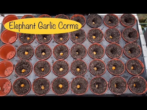 Видео: Посадка луковиц слонового чеснока в модули | Эпизод 5