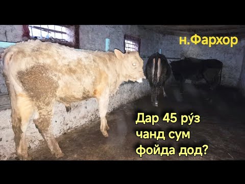 Видео: Бо чанд намуди БИЗНЕС машгул шуди МУВАФАК намешави. Шарифхони Мирали