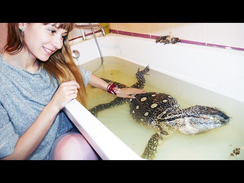 Видео: ВАРАН В ВАННОЙ. История наших гигантских ящериц