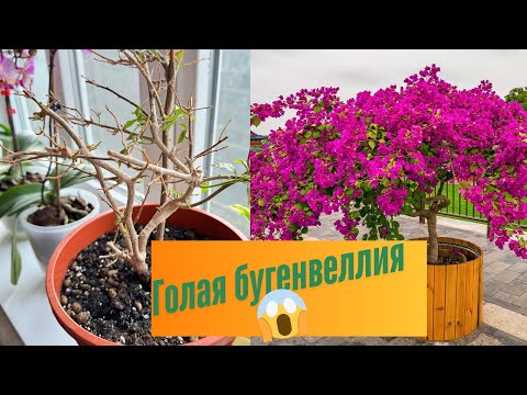 Видео: Бугенвиллия . Почему сбрасывает листья  и как ей помочь в зимнее время