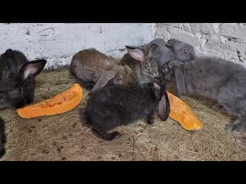 Видео: тыква кроликам