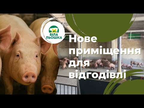 Видео: 🐷 Нове “житло” для поросят! Наші фішки та лайфхаки з відгодівлі