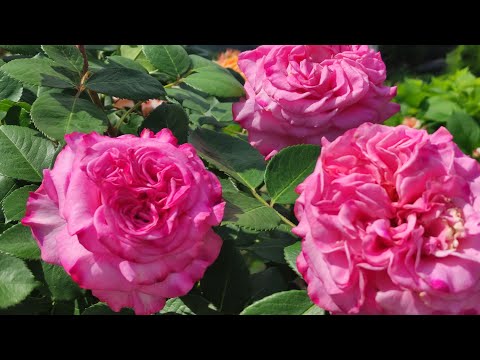 Видео: ОБРЕЗАЕМ РОЗЫ К ЗИМОВКЕ. ШРАБЫ СПРЕЙ ФЛОРИБУНДЫ. РАБОТЫ В РОЗАРИЯХ