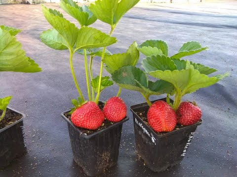 Видео: Как укоренить землянику.