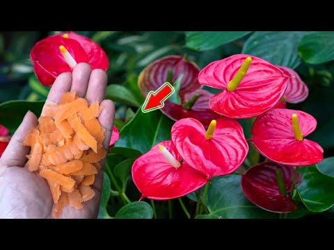 Видео: Посыпьте сверху! Антуриум цветёт как безумный и пускает множество корней!