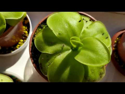 Видео: Жирянка (Pinguicula). Содержание и уход. Насекомоядное растение.Хищник.