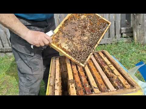 Видео: РАСШИРЕНИЕ И ПОСТАНОВКА МАГАЗИНОВ .