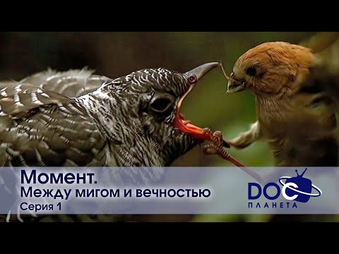 Видео: Момент - Фильм 1. Между мигом и вечностью - Документальный фильм