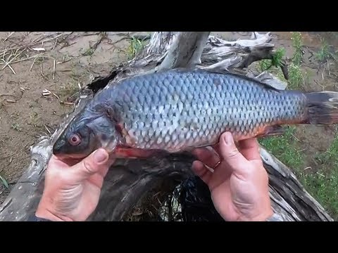 Видео: Первая проверка перемётов, Рыбалка на перемёт