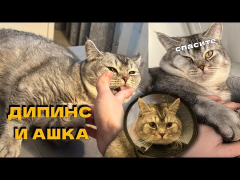 Видео: Дипинс мучает кота Ашку #веснипинс #дипинс