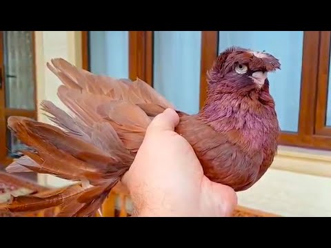 Видео: Лучшие Голуби до 10000 рублей! Двухчубые голуби. Tauben. Pigeons. Palomas. Pombos. 비둘기.