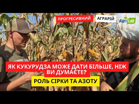 Видео: Що потрібно кукурудзі 🌽 для прибуткового врожаю? Роль азотно-сірчаного живлення для кукурудзи🌽