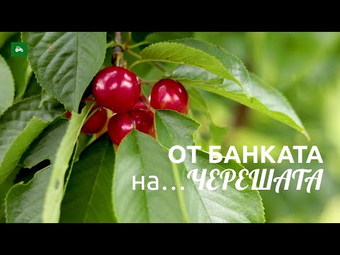 Видео: Защо един банкер от Кюстендилско започна да отглежда череши?