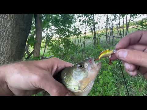Видео: КРУПНЫЙ ОКУНЬ НА КРЭНК DUO KURAKURA, УНИКАЛЬНЫЙ ОПЫТ…