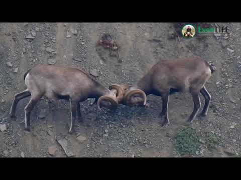 Видео: Трофейная охота на якутского снежного барана в Себяне.