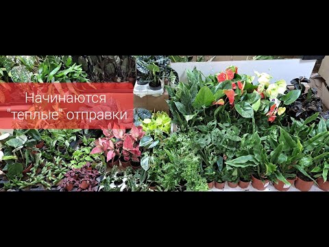 Видео: Обзор поступления комнатных растений от 7 октября 2023г. Папоротники, антуриумы, спатифиллум, хойя..