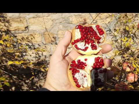 Видео: 4 ноября 2025 г.