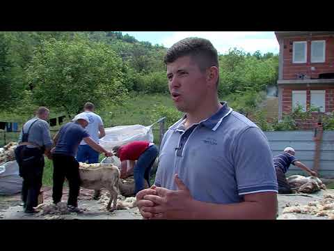 Видео: Традиционално стрижење овци во село Батинци кај семејството Баслимовски