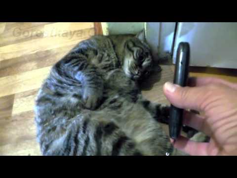 Видео: #с котом разговаривают по телефону