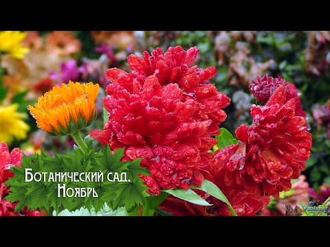 Видео: Ботанический сад. Ноябрь (2025)