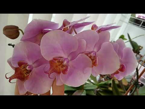 Видео: Орхидеи с КРУПНЕЙШИМИ цветами.