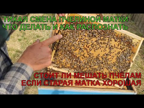 Видео: Как выглядит ТИХАЯ СМЕНА ПЧЕЛИНОЙ МАТКИ И МАТОЧНИКИ как быть СТОИТ ЛИ МЕШАТЬ ПЧЁЛАМ МЕНЯТЬ ✅☝️🐝