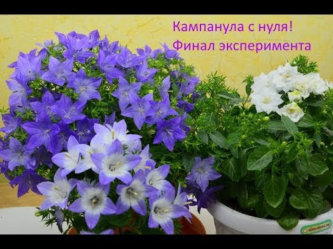 Видео: Кампанула с нуля шаг 6 Цветут, ура!