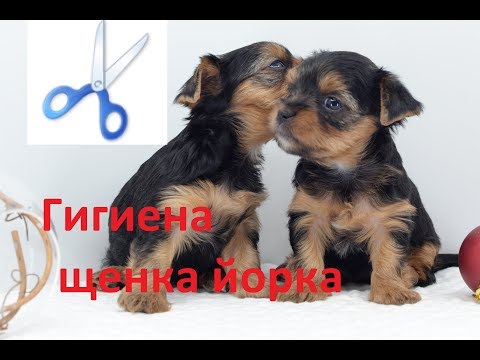 Видео: Гигиеническая стрижка щенка Йоркширского терьера.Как сделать дома самостоятельно.