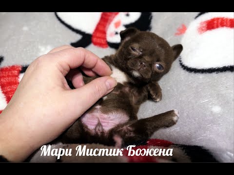 Видео: #роды готовимся к родам у #чихуахуа БЕРЕМЕННОСТЬ у собак #КОБЕЛЬ_для_вязки ! ЖДУ НОВЫХ ПИТОМЦЕВ !