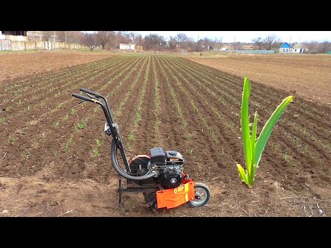Видео: Чеснок! Фрезеровка междурядий!