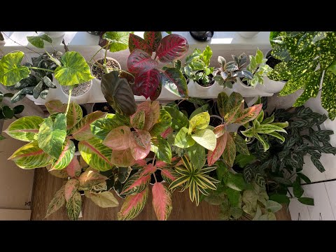 Видео: Красивые листики. Хойи . Аглаонемы.