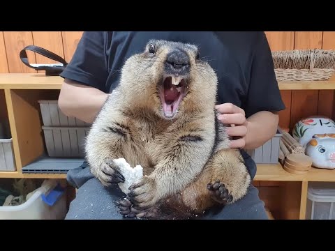 Видео: рисовый пирог с ручкой сурка прилипает к челюсти