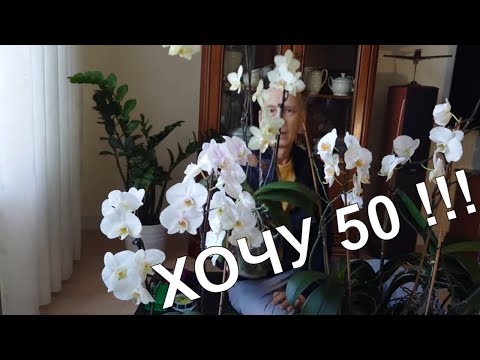 Видео: Готовим орхидеи к буйному цветению. Не обрезай, пока не узнаешь.