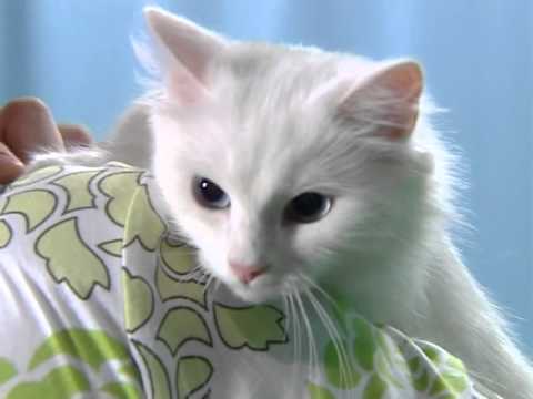 Видео: Турецкая Ангора (Кошачий алфавит - ЗооТВ) Часть Вторая