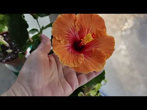 Видео: Цветущий балкон 05.12.23г.🏵️🌺🏵️🌼🌸#комнатныерастения #гибискус #обзоррастений #цветы