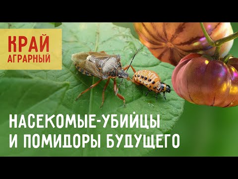 Видео: Таких овощей мир ещё не видел! КРАЙ АГРАРНЫЙ 2.0.24