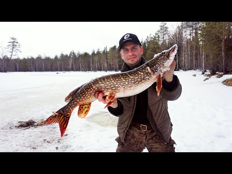 Видео: ОСТАВИЛИ ЖЕРЛИЦЫ НА НОЧЬ, А ТАМ.. ЛОВИМ ИКРЯНУЮ ЩУКУ, ОКУНЯ / Рыбалка по последнему льду