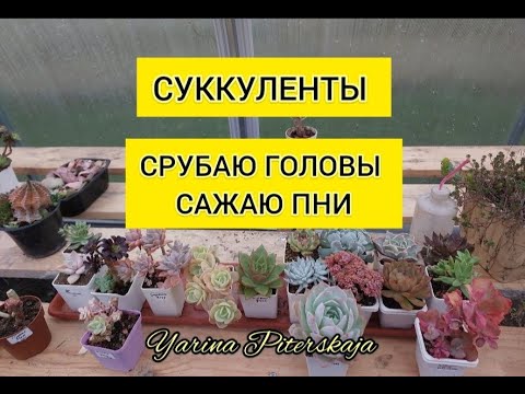 Видео: Срубаю головы. Сажаю пни. 20 октября.