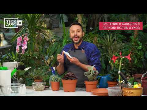 Видео: Особенности зимнего полива. Полив и уход в холодный период.