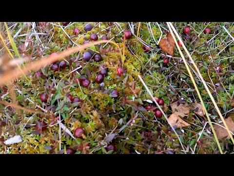 Видео: СБОР КЛЮКВЫ НА БОЛОТЕ.