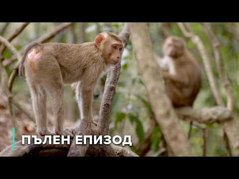 Видео: Живот и опасности в Меконг | Загадките на Меконг 106